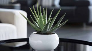 Black Color Astrology: ಈ ರಾಶಿಯವರು ಕಪ್ಪು ಬಣ್ಣದ ಬಟ್ಟೆ ಧರಿಸಲೇಬೇಡಿ, ಕಾರಣ ಇಲ್ಲಿದೆ