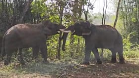 ಹಾಸನದಲ್ಲಿ ಕಾಡಾನೆಗಳ ತುಂಟಾಟ! ಪರಸ್ಪರ ಕೋರೆ ಮರ್ದಿಸಿದ ಗಜಪಡೆ