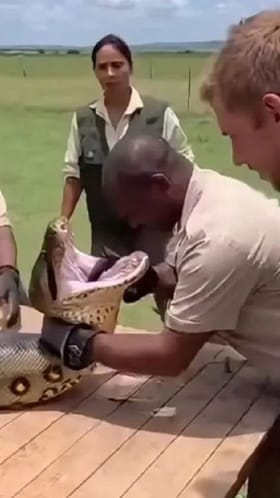 ಅನಕೊಂಡದ ಬಾಯಿಯಲ್ಲಿ ತಲೆಯಿಟ್ಟವನ ಕತೆ ಏನಾಯ್ತು?