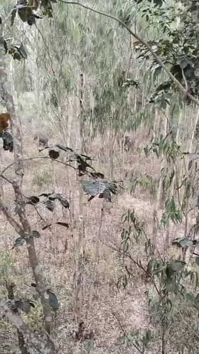 ರೊಚ್ಚಿಗೆದ್ದು ಏಕಾಏಕಿ ಜನರ ಮೇಲೆ ಅಟ್ಯಾಕ್ ಮಾಡಿದ ಕಾಡಾನೆ!