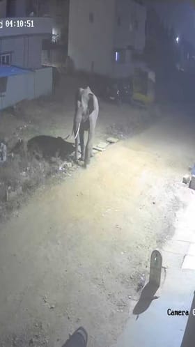 ಬೆಳ್ಳಂಬೆಳಗ್ಗೆ ಮನೆ ಮುಂದೆ ಬಂತು ಒಂಟಿ ಸಲಗ!