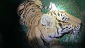 ಹುಲಿಗಳ ಸೆರೆ: ಆಪರೇಷನ್​ T2 ಆಲ್ಫಾ 5ನೇ ಹಂತದ ಕಾರ್ಯಾಚರಣೆಯೂ ಯಶಸ್ವಿ