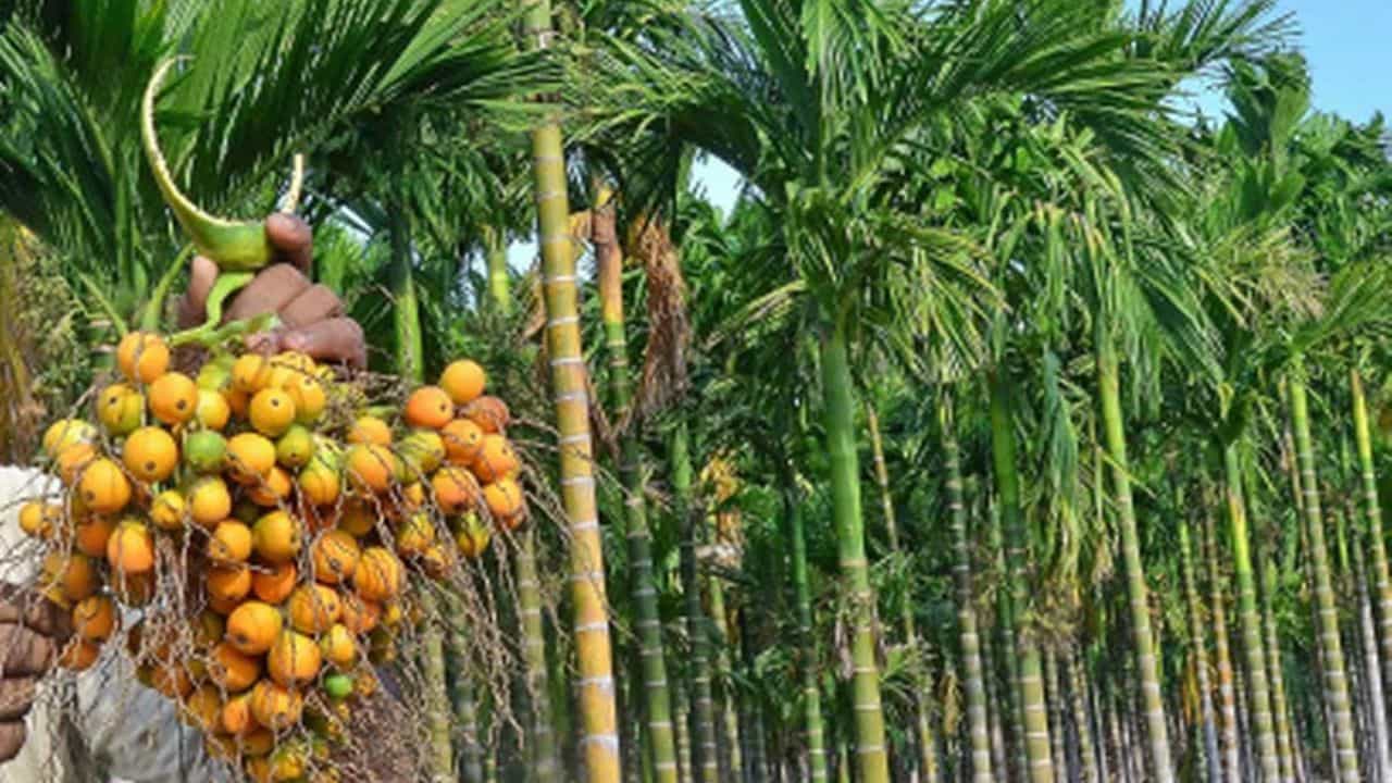 ಅಡಿಕೆ ಫಸಲಿಗೆ ರೋಗದ ಜೊತೆಗೆ ಕೇಂದ್ರದ ಆಮದು ಹೊಡೆತ: ಡಬಲ್ ಶಾಕ್ಗೆ ಕರ್ನಾಟಕದ ಬೆಳೆಗಾರರು ಕಂಗಾಲು ಅಡಿಕೆ ಫಸಲಿಗೆ ರೋಗದ ಜೊತೆಗೆ ಕೇಂದ್ರದ ಆಮದು ಹೊಡೆತ: ಡಬಲ್ ಶಾಕ್ಗೆ ಕರ್ನಾಟಕದ ಬೆಳೆಗಾರರು ಕಂಗಾಲು