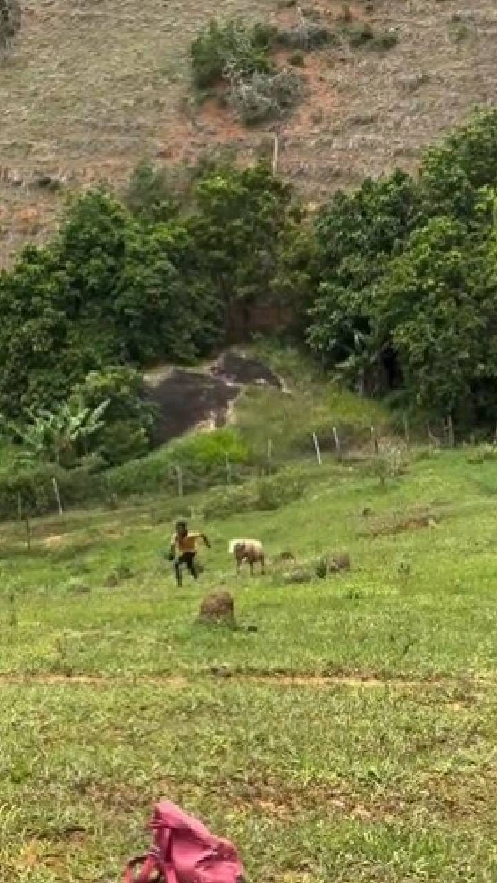 ಗುಡ್ಡದ ಮೇಲೆ ಬಾಲಕನ ಮೇಲೆ ದಾಳಿ ಮಾಡಿದ ಕುರಿ