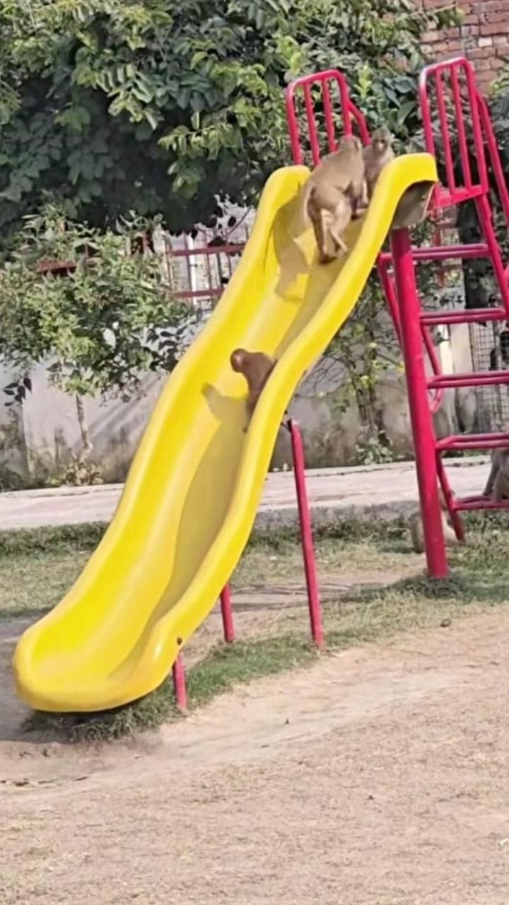 ಜಾರು ಬಂಡಿಯಲ್ಲಿ ಕೋತಿಮರಿಗಳ ತುಂಟಾಟ