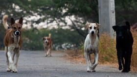ಹಾವೇರಿಯಲ್ಲಿ ಹೆಚ್ಚಿದ ಬೀದಿ ನಾಯಿಗಳ ದಾಳಿ: ಇಬ್ಬರು ಮಕ್ಕಳಿಗೆ ಗಂಭೀರ ಗಾಯ
