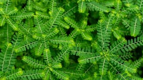 ನೆಲನೆಲ್ಲಿಯಲ್ಲಿದೆ ಎಲ್ಲಾ ಆರೋಗ್ಯ ಸಮಸ್ಯೆಗೂ ಮುಕ್ತಿ ನೀಡುವ ಶಕ್ತಿ!