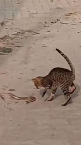 ಹಾವಿಗೆ ಕಚ್ಚಿ ಕಚ್ಚಿ ಕೊಂದ ಬೆಕ್ಕು; ಅಪರೂಪದ ವಿಡಿಯೋ ಇಲ್ಲಿದೆ!