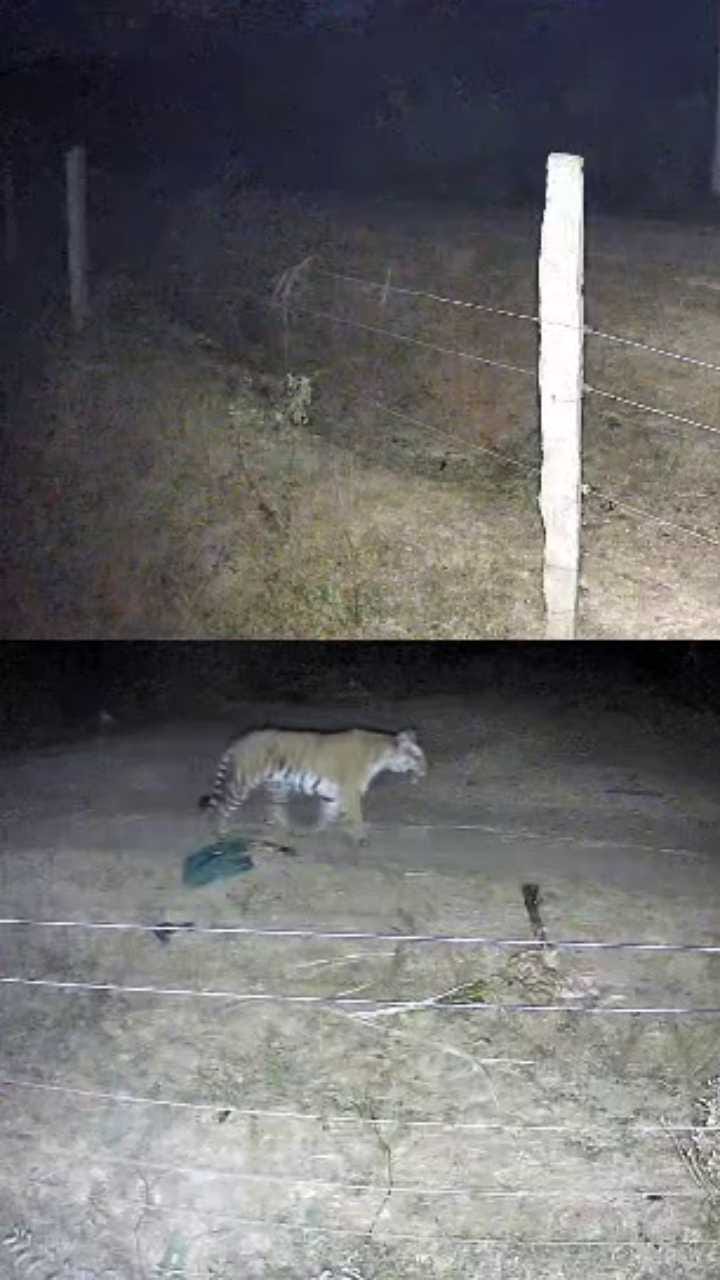 ಚಾಮರಾಜನಗರದಲ್ಲಿ ನಿಲ್ಲದ ವ್ಯಾಘ್ರನ ಉಪಟಳ!