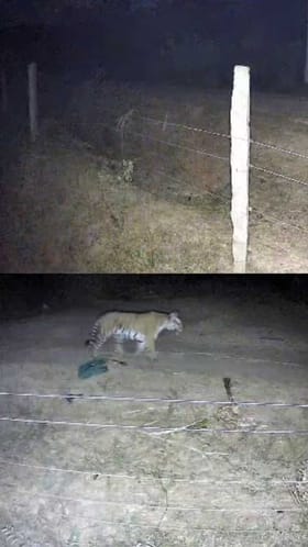 ಚಾಮರಾಜನಗರದಲ್ಲಿ ನಿಲ್ಲದ ವ್ಯಾಘ್ರನ ಉಪಟಳ!