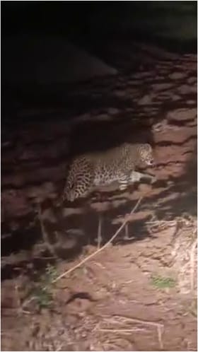 ಮೈಸೂರು: ಹೆಚ್​ಡಿ ಕೋಟೆ ಬಳಿ ಗ್ರಾಮಕ್ಕೆ ನುಗ್ಗಿದ ಚಿರತೆ