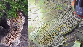 ಪಾದಯಾತ್ರೆ ತೆರಳುತ್ತಿದ್ದ ಭಕ್ತನ ಕೊಂದಿದ್ದ ಚಿರತೆ ಕೊನೆಗೂ ಸೆರೆ