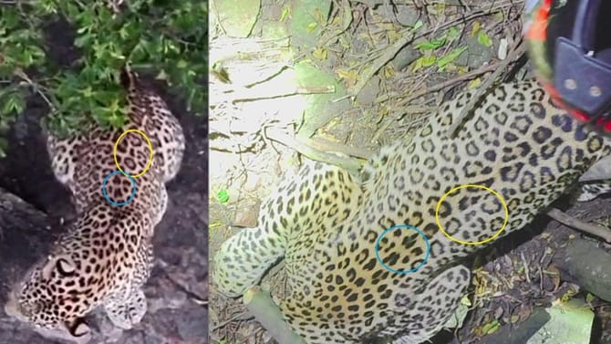 ಪಾದಯಾತ್ರೆ ತೆರಳುತ್ತಿದ್ದ ಭಕ್ತನ ಕೊಂದಿದ್ದ ಚಿರತೆ ಕೊನೆಗೂ ಸೆರೆ