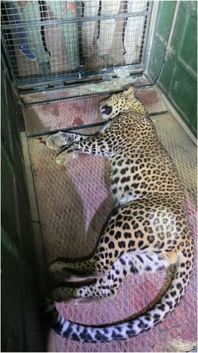 ಏರ್​ಪೋರ್ಟ್ ರಸ್ತೇಲಿ ಕಾಟ ಕೊಡ್ತಿದ್ದ ಚಿರತೆ ಕೊನೆಗೂ ಸೆರೆ