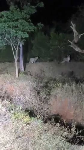 ಚಾಮರಾಜನಗರದ ರಸ್ತೆ ಪಕ್ಕದಲ್ಲೇ ಎರಡು ಚಿರತೆಗಳು ಪ್ರತ್ಯಕ್ಷ!