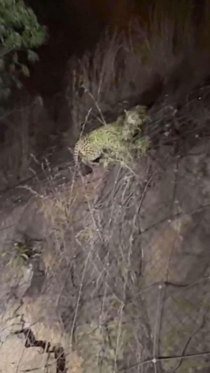 ನಂದಿಗಿರಿಧಾಮದ ಬಳಿ ತಡರಾತ್ರಿ ಚಿರತೆ ಪ್ರತ್ಯಕ್ಷ