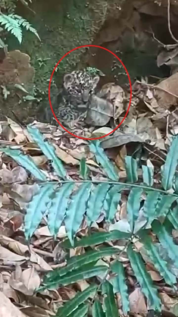 ಅರಣ್ಯ ಇಲಾಖೆ ಅಧಿಕಾರಿಗಳಿಂದ ಚಿರತೆ ಮರಿ ರಕ್ಷಣೆ