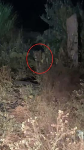 ನಾಯಿ ಅಟ್ಟಿಸಿಕೊಂಡು ಹೋದ ಚಿರತೆ: ದೃಶ್ಯ ಸೆರೆ