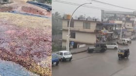 ಚಿಕ್ಕಮಗಳೂರಲ್ಲಿ ವರುಣನ ಅಬ್ಬರ: ಅಕಾಲಿಕ ಮಳೆಗೆ ಕೊಚ್ಚಿಹೋದ ಕಾಫಿ