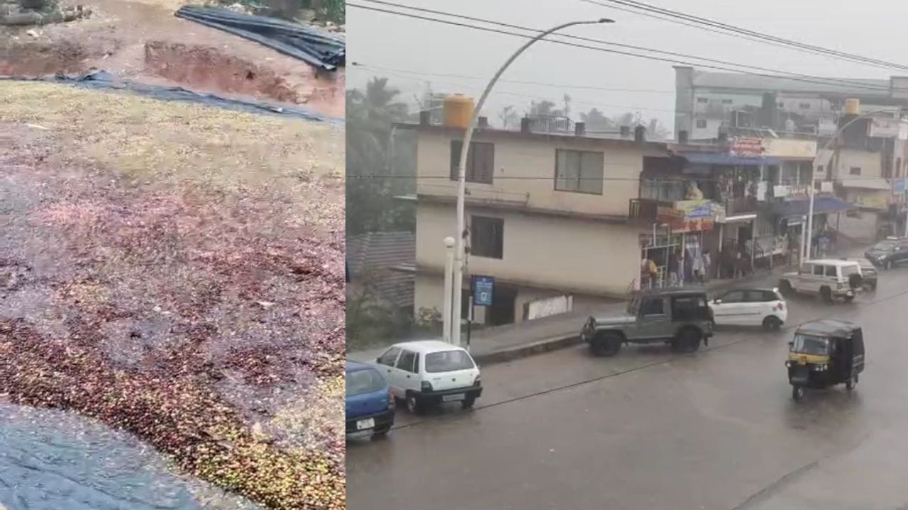 ಚಿಕ್ಕಮಗಳೂರಿನ ಹಲವೆಡೆ ವರುಣನ ಅಬ್ಬರ: ಅಕಾಲಿಕ ಮಳೆಗೆ ಕೊಚ್ಚಿಹೋದ ಕಾಫಿ ಚಿಕ್ಕಮಗಳೂರಿನ ಹಲವೆಡೆ ವರುಣನ ಅಬ್ಬರ: ಅಕಾಲಿಕ ಮಳೆಗೆ ಕೊಚ್ಚಿಹೋದ ಕಾಫಿ