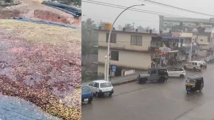 ಚಿಕ್ಕಮಗಳೂರಿನ ಹಲವೆಡೆ ವರುಣನ ಅಬ್ಬರ: ಅಕಾಲಿಕ ಮಳೆಗೆ ಕೊಚ್ಚಿಹೋದ ಕಾಫಿ ಚಿಕ್ಕಮಗಳೂರಿನ ಹಲವೆಡೆ ವರುಣನ ಅಬ್ಬರ: ಅಕಾಲಿಕ ಮಳೆಗೆ ಕೊಚ್ಚಿಹೋದ ಕಾಫಿ