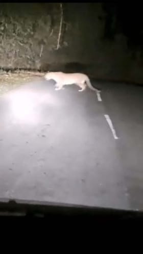 ಹೆದ್ದಾರಿ ದಾಟಿ ಅರಣ್ಯದೊಳಗೆ ಹೋದ ಚಿರತೆ