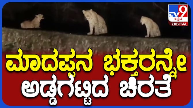 ಮಾದಪ್ಪನಲ್ಲಿಗೆ ಪಾದಯಾತ್ರೆ ಬರುವ ಭಕ್ತರೇ ಎಚ್ಚರ: ಶುರುವಾಗಿದೆ ಚಿರತೆ ಕಾಟ