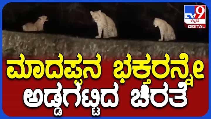 ಮಾದಪ್ಪನ ಭಕ್ತರಿಗೂ ಚಿರತೆ ಕಾಟ: ರಸ್ತೆಯ ಬದಿಯೇ ಸೇತುವೆ ಮೇಲೆ ಕುಳಿತ ಚಿರತೆ! ಪಾದಯಾತ್ರೆ ಬರುವ ಭಕ್ತರೇ ಎಚ್ಚರ ಮಾದಪ್ಪನ ಭಕ್ತರಿಗೂ ಚಿರತೆ ಕಾಟ: ರಸ್ತೆಯ ಬದಿಯೇ ಸೇತುವೆ ಮೇಲೆ ಕುಳಿತ ಚಿರತೆ! ಪಾದಯಾತ್ರೆ ಬರುವ ಭಕ್ತರೇ ಎಚ್ಚರ