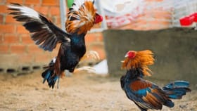 ಕೋಟಿ ಚೆನ್ನಯ್ಯರ ಕಟಕಟೆ ತಲುಪಿದ ಕೋಳಿ ಅಂಕ ವಿವಾದ: ದೈವ ಕೊಟ್ಟ ಅಭಯವೇನು?