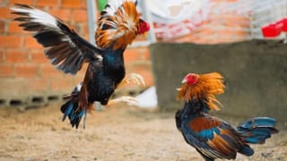 Mangaluru: ಕೋಟಿ ಚೆನ್ನಯ್ಯರ ಕಟಕಟೆ ತಲುಪಿದ ಕೋಳಿ ಅಂಕ ವಿವಾದ: ದೈವ ಕೊಟ್ಟ ಅಭಯವೇನು?