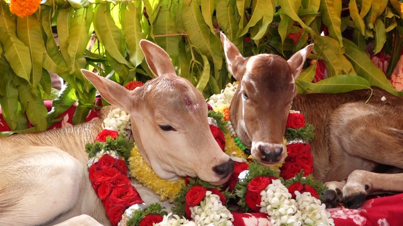 ಮನೆಯಲ್ಲಿ ಹುಟ್ಟಿದ ಮಕ್ಕಳಿಗೆ ತೊಟ್ಟಿಲು ಕಾರ್ಯ ಮಾಡೋದು ಮಾಮೂಲು. ಆದ್ರೆ ಗದಗ ಜಿಲ್ಲೆಯ ಲಕ್ಷ್ಮೇಶ್ವರ ತಾಲೂಕಿನ ರಾಮಗಿರಿ ಗ್ರಾಮದಲ್ಲಿ ಅವಳಿ ಜವಳಿ ಆಕಳು ಕರುಗಳಿಗೆ ಅದ್ಧೂರಿಯಾಗಿ ಮನೆಯವರು ತೊಟ್ಟಿಲು ಶಾಸ್ತ್ರ ಮಾಡಿದ್ದಾರೆ. ಇದಕ್ಕೆ ನೂರಾರು ಗ್ರಾಮಸ್ಥರು ಕೂಡ ಸಾಕ್ಷಿಯಾಗಿದ್ದಾರೆ.