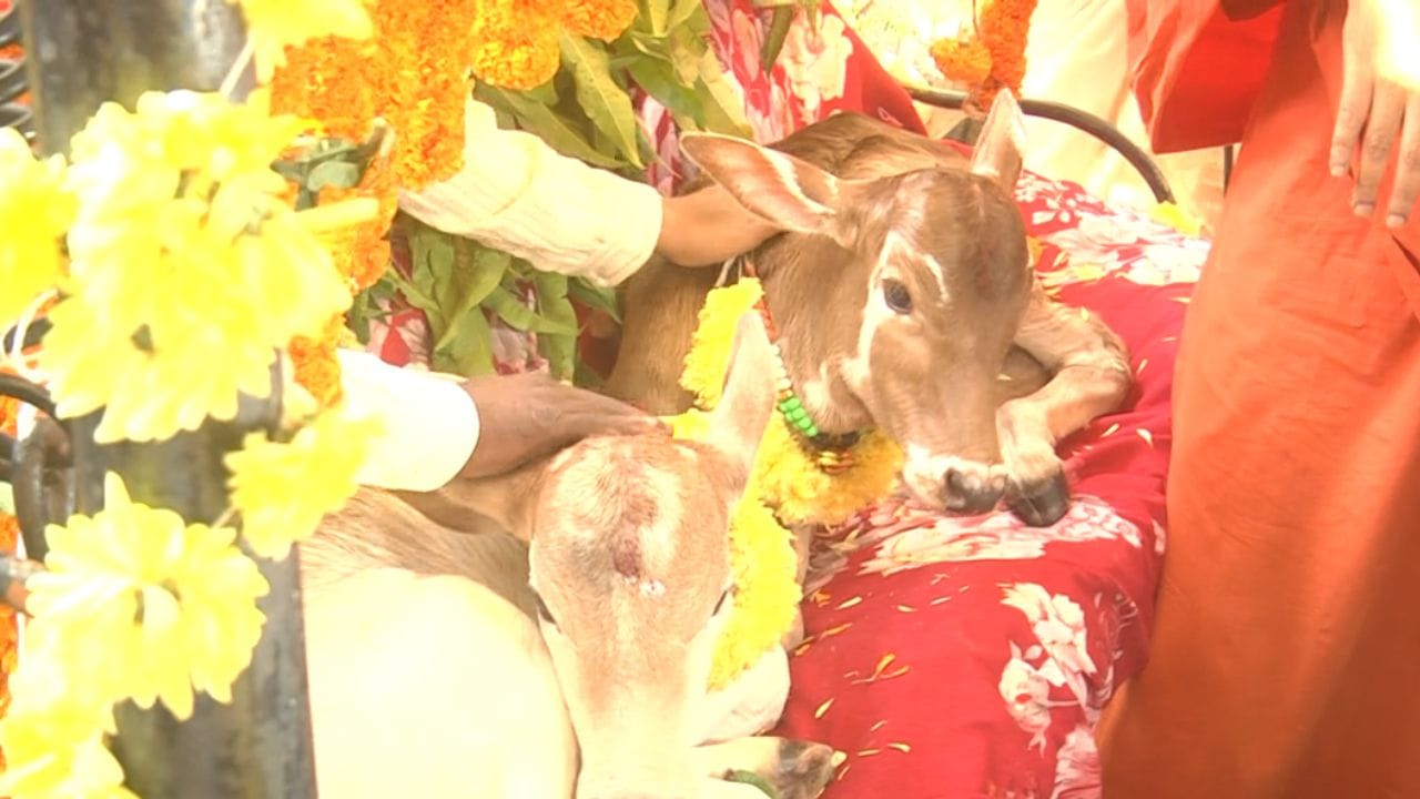 ನೆರೆದಿದ್ದ ಮಹಿಳೆಯರು ಕರುಗಳಿಗೆ ಆರತಿ ಎತ್ತಿ ಸಂಭ್ರಮಿಸಿದ್ದು, ರೈತನ ಕಾರ್ಯಕ್ಕೆ ಭಾರೀ ಮೆಚ್ಚುಗೆ ವ್ಯಕ್ತವಾಗಿದೆ. ಮಕ್ಕಳಿಗೇ ತೊಟ್ಟಿಲು ಶಾಸ್ತ್ರವನ್ನು ಸರಿಯಾಗಿ ಮಾಡದ ಈ ಕಾಲದಲ್ಲಿ, ಮನೆಯ ಕೊಟ್ಟಿಗೆಯಲ್ಲಿ ಕರುಗಳು ಹುಟ್ಟಿರೋದನ್ನು ಈ ಪರಿ ಸಂಭ್ರಮಿಸಿರೋದು ನಿಜಕ್ಕೂ ಮಾದರಿ ಎಂಬ ಮಾತುಗಳು ಕೇಳಿಬಂದಿವೆ.