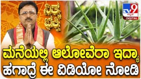 ಮನೆಯಲ್ಲಿ ಆಲೋವೆರಾ ಇದ್ದರೆ ಏನೆಲ್ಲಾ ಲಾಭ?