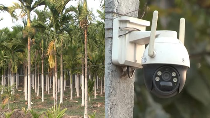 ಅಡಿಕೆಗೆ ಬಂಪರ್ ಬೆಲೆ: ತೋಟಕ್ಕೆ ಹೈ ಸೆಕ್ಯುರಿಟಿ ನೀಡಿದ ರೈತ