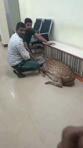 ಡಿಸಿಸಿ ಬ್ಯಾಂಕಿಗೆ ನುಗ್ಗಿದ ಜಿಂಕೆ: ಎಲ್ಲರೂ ತಬ್ಬಿಬ್ಬು!