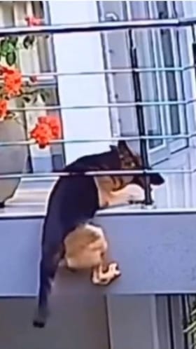 ಕೆಳಗೆ ಬೀಳುವ ಸ್ಥಿತಿ ಇದ್ದರೂ ಮಾಲೀಕರ ಕಂಡಾಕ್ಷಣ ಬಾಲ ಅಲ್ಲಾಡಿಸಿದ ನಾಯಿ