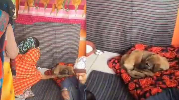 Video: ಆಂಜನೇಯನ ವಿಗ್ರಹದ ಸುತ್ತ ಪ್ರದಕ್ಷಿಣೆ ಹಾಕಿದ್ದ ನಾಯಿ ಈಗ ದೇವರು Video: ಆಂಜನೇಯನ ವಿಗ್ರಹದ ಸುತ್ತ ಪ್ರದಕ್ಷಿಣೆ ಹಾಕಿದ್ದ ನಾಯಿ ಈಗ ದೇವರು