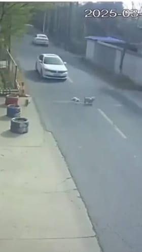 ಅಪಘಾತದಲ್ಲಿ ಗಾಯಗೊಂಡ ನಾಯಿಯನ್ನು ತಮ್ಮ ಜೀವ ಪಣಕ್ಕಿಟ್ಟು ರಕ್ಷಿಸಿದ ನಾಯಿಗಳು