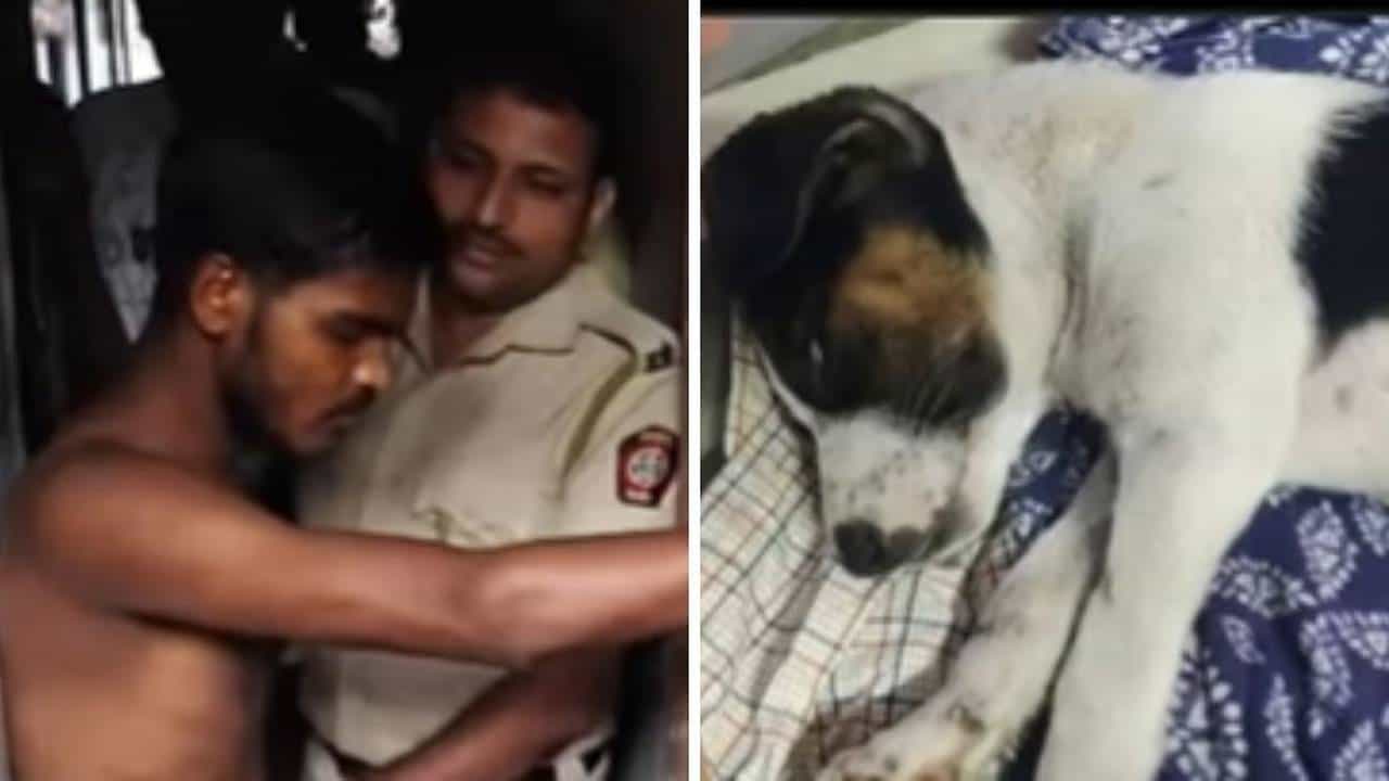 Video: ಸಾರ್ವಜನಿಕ ಶೌಚಾಲಯದಲ್ಲಿ ಎರಡೂವರೆ ತಿಂಗಳ ನಾಯಿ ಮರಿ ಮೇಲೆ ಅತ್ಯಾಚಾರವೆಸಗಿದ ಕಾಮುಕ Video: ಸಾರ್ವಜನಿಕ ಶೌಚಾಲಯದಲ್ಲಿ ಎರಡೂವರೆ ತಿಂಗಳ ನಾಯಿ ಮರಿ ಮೇಲೆ ಅತ್ಯಾಚಾರವೆಸಗಿದ ಕಾಮುಕ
