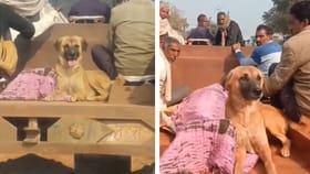 ಮಾಲೀಕರ ಅಂತ್ಯಕ್ರಿಯೆಗೂ ಟ್ರ್ಯಾಕ್ಟರ್ ಹತ್ತಿ ಬಂದ ನಾಯಿ