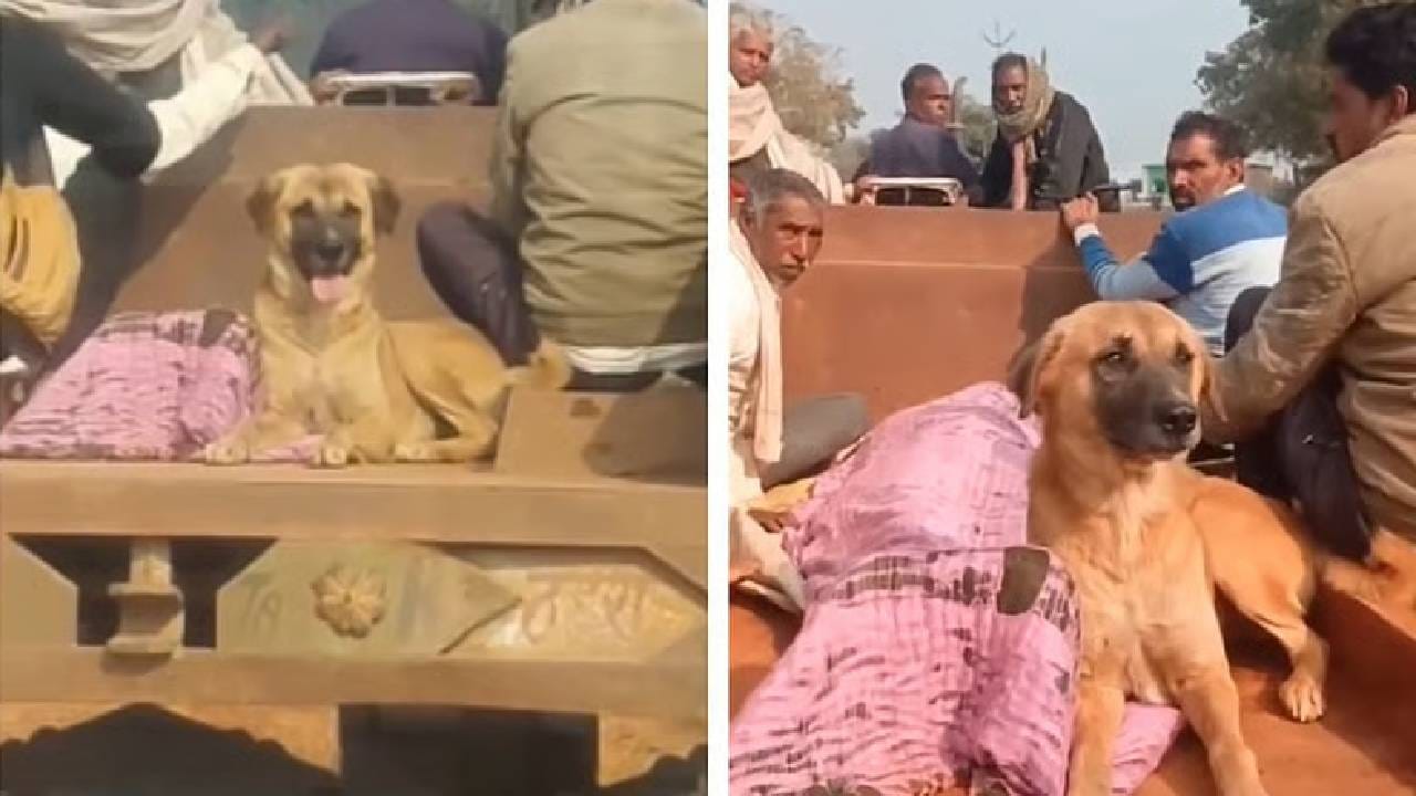 Video: ಊಟ, ನಿದ್ರೆ ಬಿಟ್ಟು ಮಾಲೀಕರ ಶವದ ಬಳಿ ಕುಳಿತ ಶ್ವಾನ, ಅಂತ್ಯಕ್ರಿಯೆಗೂ ಟ್ರ್ಯಾಕ್ಟರ್ ಹತ್ತಿ ಬಂದ ನಾಯಿ Video: ಊಟ, ನಿದ್ರೆ ಬಿಟ್ಟು ಮಾಲೀಕರ ಶವದ ಬಳಿ ಕುಳಿತ ಶ್ವಾನ, ಅಂತ್ಯಕ್ರಿಯೆಗೂ ಟ್ರ್ಯಾಕ್ಟರ್ ಹತ್ತಿ ಬಂದ ನಾಯಿ