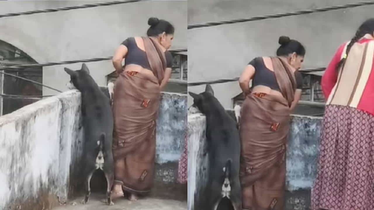 Video: ಏನ್ ನಡೀತಿದೆ ಅಲ್ಲಿ? ನಾಯಿಗೂ ಜನರ ಜಗಳ ನೋಡುವ ಕುತೂಹಲ Video: ಏನ್ ನಡೀತಿದೆ ಅಲ್ಲಿ? ನಾಯಿಗೂ ಜನರ ಜಗಳ ನೋಡುವ ಕುತೂಹಲ