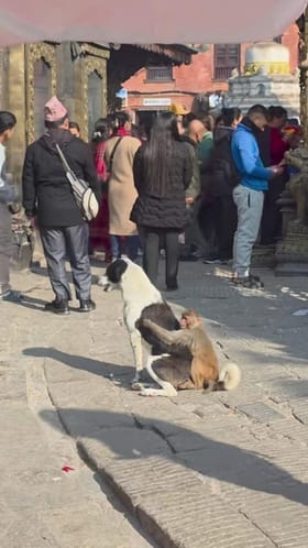 ಕೋತಿ ಮರಿಯೊಂದಿಗೆ ಶ್ವಾನದ ಫ್ರೆಂಡ್‌ಶಿಪ್‌ ಹೇಗಿದೆ ನೋಡಿ