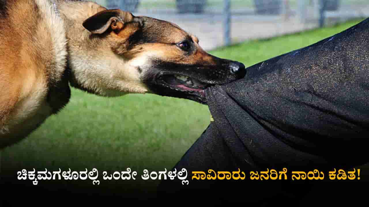 ಒಂದೇ ತಿಂಗಳಲ್ಲಿ ಸಾವಿರಾರು ಜನರಿಗೆ ನಾಯಿ ಕಡಿತ; ಕಾಫಿನಾಡಿನಲ್ಲಿ ರಸ್ತೆಗಿಳಿಯಲೂ ಭಯಪಡುತ್ತಿರುವ ಜನರು!