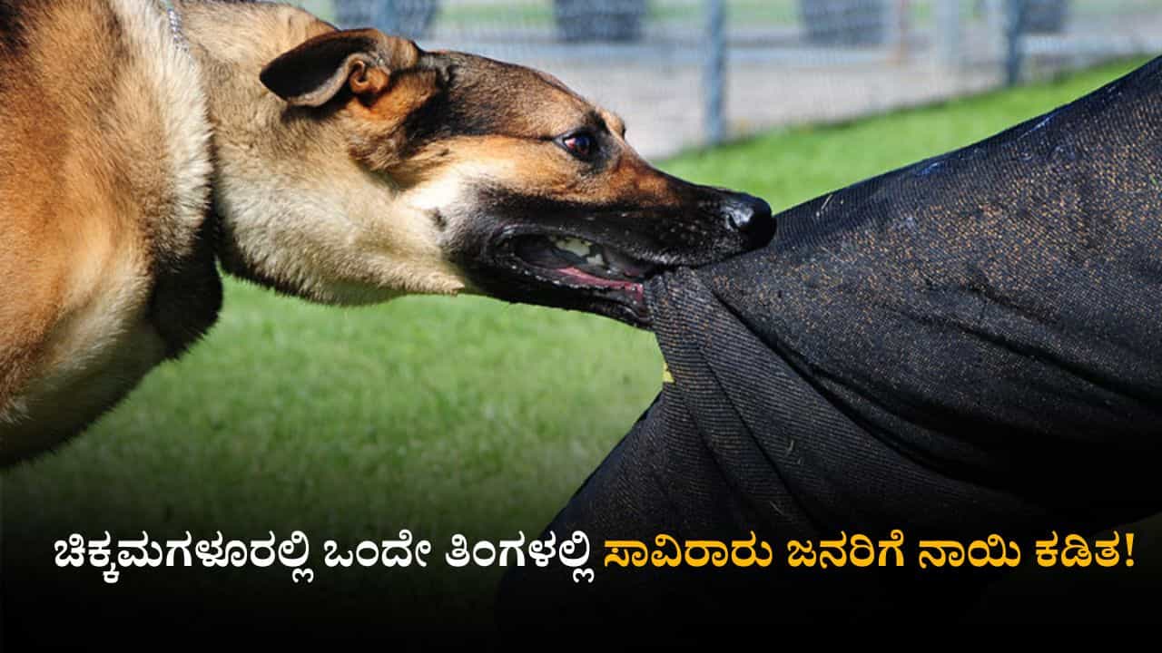 ಒಂದೇ ತಿಂಗಳಲ್ಲಿ ಸಾವಿರಾರು ಜನರಿಗೆ ನಾಯಿ ಕಡಿತ; ಕಾಫಿನಾಡಿನಲ್ಲಿ ರಸ್ತೆಗಿಳಿಯಲೂ ಭಯಪಡುತ್ತಿರುವ ಜನರು! ಒಂದೇ ತಿಂಗಳಲ್ಲಿ ಸಾವಿರಾರು ಜನರಿಗೆ ನಾಯಿ ಕಡಿತ; ಕಾಫಿನಾಡಿನಲ್ಲಿ ರಸ್ತೆಗಿಳಿಯಲೂ ಭಯಪಡುತ್ತಿರುವ ಜನರು!