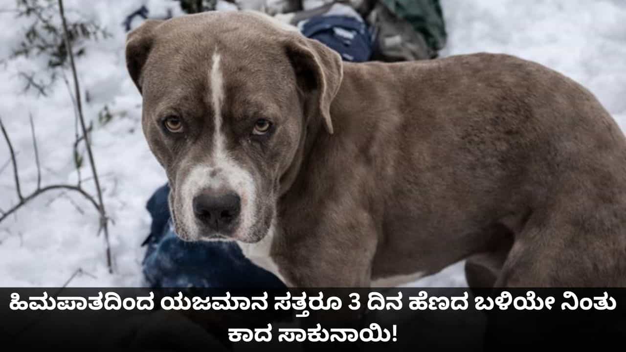 ಹಿಮಪಾತದಿಂದ ಯಜಮಾನ ಸತ್ತರೂ 3 ದಿನ ಹೆಣದ ಬಳಿಯೇ ನಿಂತು ಕಾದ ಸಾಕುನಾಯಿ! ಹಿಮಪಾತದಿಂದ ಯಜಮಾನ ಸತ್ತರೂ 3 ದಿನ ಹೆಣದ ಬಳಿಯೇ ನಿಂತು ಕಾದ ಸಾಕುನಾಯಿ!