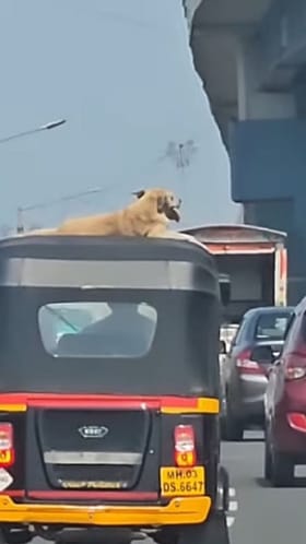 ಆಟೋ ಮೇಲೆ ಮಲಗಿ ಟ್ರಾಫಿಕನ್ನೂ ಎಂಜಾಯ್ ಮಾಡಿದ ಬೀದಿ ನಾಯಿ!