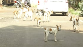 ಶ್ವಾನಗಳ ಅಟ್ಟಹಾಸ: ಒಂದೇ ವರ್ಷದಲ್ಲಿ 10 ಜನರನ್ನು ಬಲಿ ಪಡೆದ ಬೀದಿನಾಯಿಗಳು