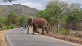 ಮಾದಪ್ಪನ ಬೆಟ್ಟದ ತಪ್ಪಲಿನ ರಸ್ತೆಗೆ ಬಂದ ಭಾರಿ ಗಾತ್ರದ ಒಂಟಿ ಸಲಗ