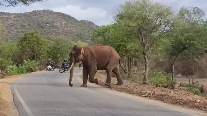 ಮಾದಪ್ಪನ ಬೆಟ್ಟದ ತಪ್ಪಲಿನ ರಸ್ತೆಗೆ ಬಂದ ಭಾರಿ ಗಾತ್ರದ ಒಂಟಿ ಸಲಗ